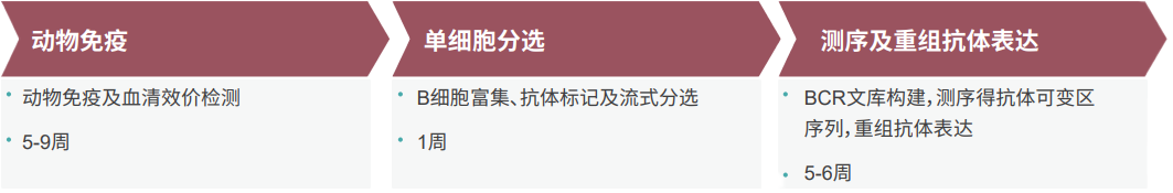 單B細(xì)胞抗體制備流程.png