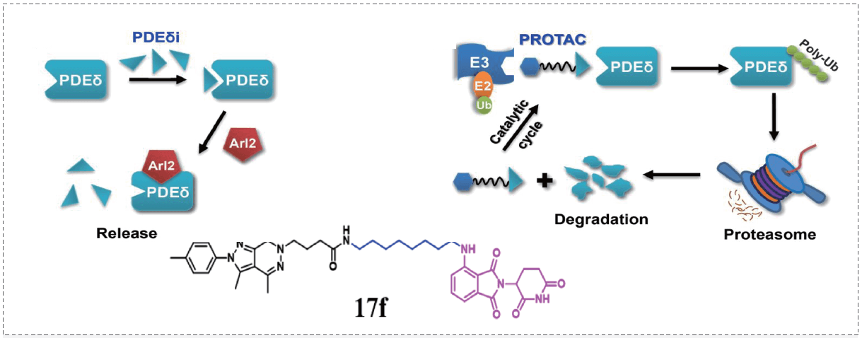 PROTAC策略和KRAS-PDEδ抑制劑Compound 17f.png