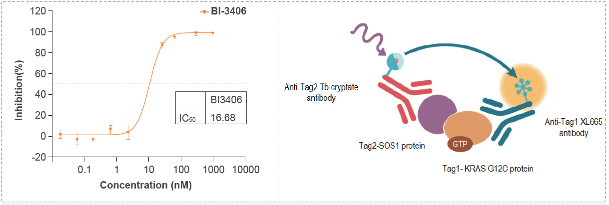 Kras G12C-SOS1結(jié)合的IC50活性測(cè)試篩選試驗(yàn)化合物.png