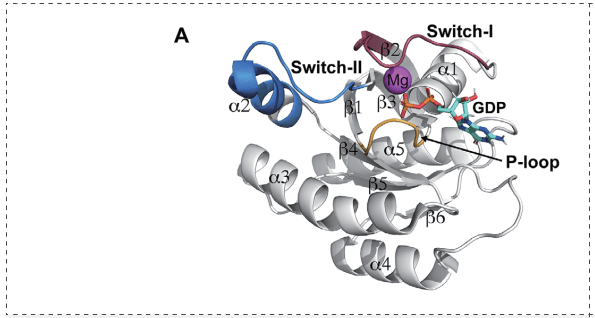 KRAS的晶體結(jié)構(gòu).png