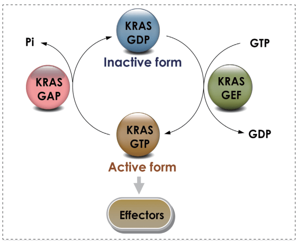 KRAS GTPase循環(huán).png