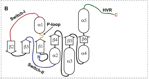 KRAS二級(jí)結(jié)構(gòu)的二維示意圖.png