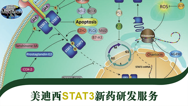 STAT3藥物靶點研發服務.png STAT3藥物靶點研發服務.png