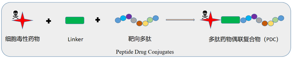 多肽偶聯(lián)藥物（PDC）結(jié)構(gòu)示意圖.png