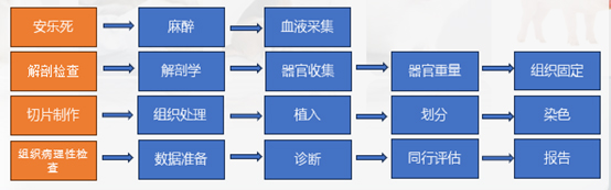組織病理學(xué)研究的工作流程.jpg