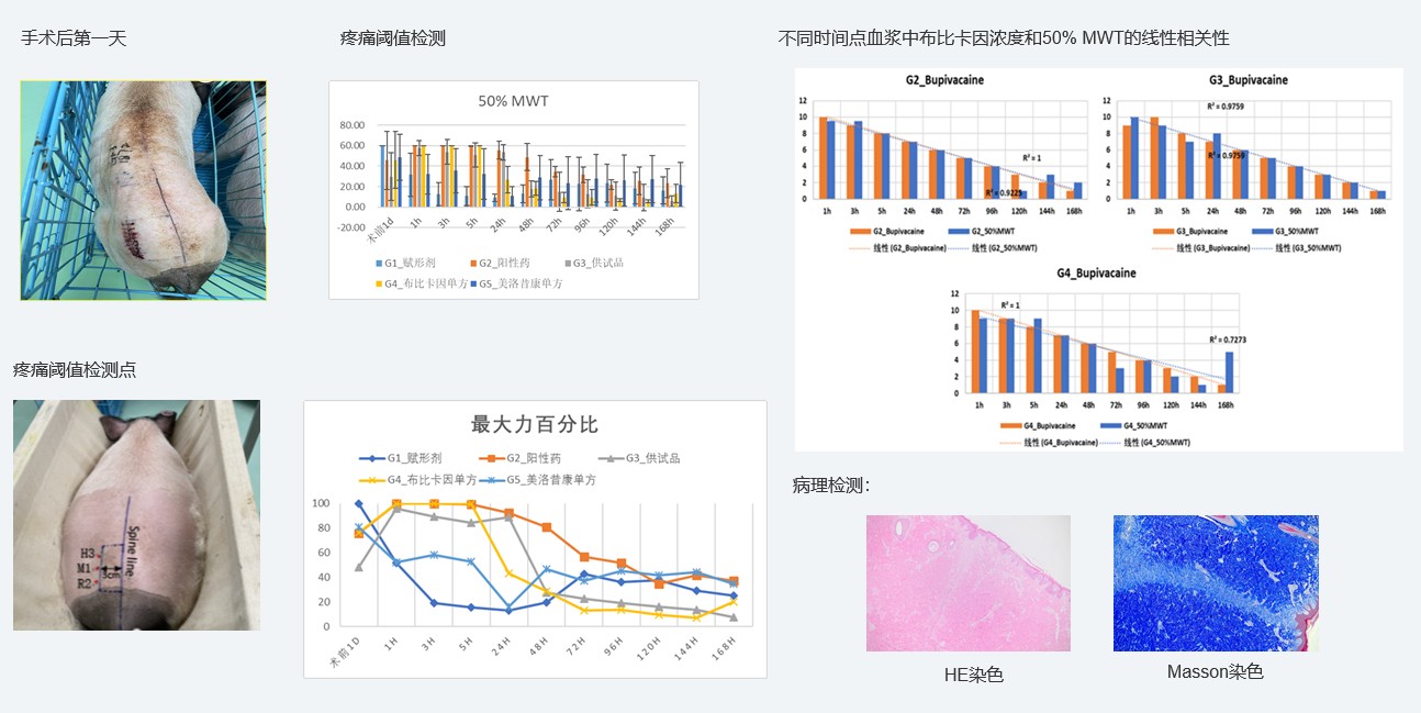 案例1：復(fù)方制劑對(duì)巴馬小型豬術(shù)后急性疼痛模型的鎮(zhèn)痛試驗(yàn).jpg