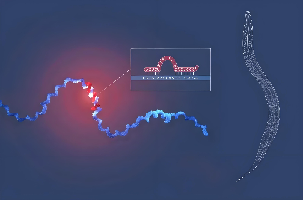 miRNA成諾貝爾獎明星分子，美迪西正全速賦能核酸藥物研發