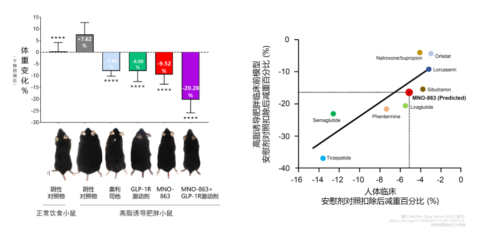 4周降低近10%體重！美迪西助力慕恩生物MNO-863活菌生物藥獲批臨床